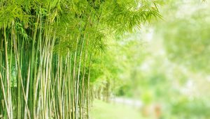 Il bambù e le sue proprietà curative segrete: se non l'hai mai usato, dovresti cambiare idea