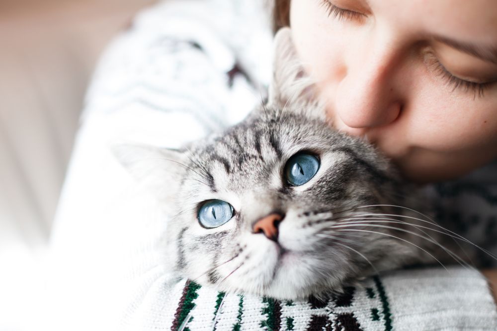 Gatti come i padroni: il tuo felino è aggressivo? Questo svela un tratto della tua personalità