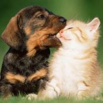 Cani e gatti: NON trasmettono il virus