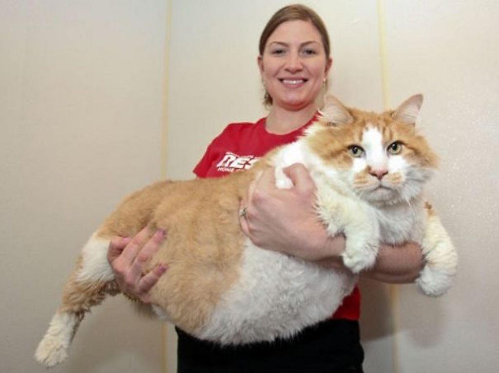 Cinder, il gatto obeso costretto a fare “palestra”: il video esilarante dei suoi allenamenti