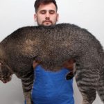 Cinder, il gatto obeso costretto a fare “palestra”: il video esilarante dei suoi allenamenti
