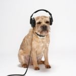 La nuova playlist di Spotify è pensata per gli animali domestici