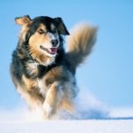 Ecco le condizioni di salute del cane soccorritore sopravvissuti al ghiaccio