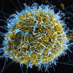 Cos'è Yaravirus? La minaccia dal Brasile