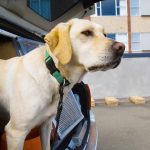 Inghilterra, cani addestrati per riconoscere il Coronavirus