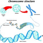 I telomeri: i marcatori dell'età cellulare