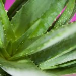 Aloe vera: una pianta dagli innumerevoli effetti benefici