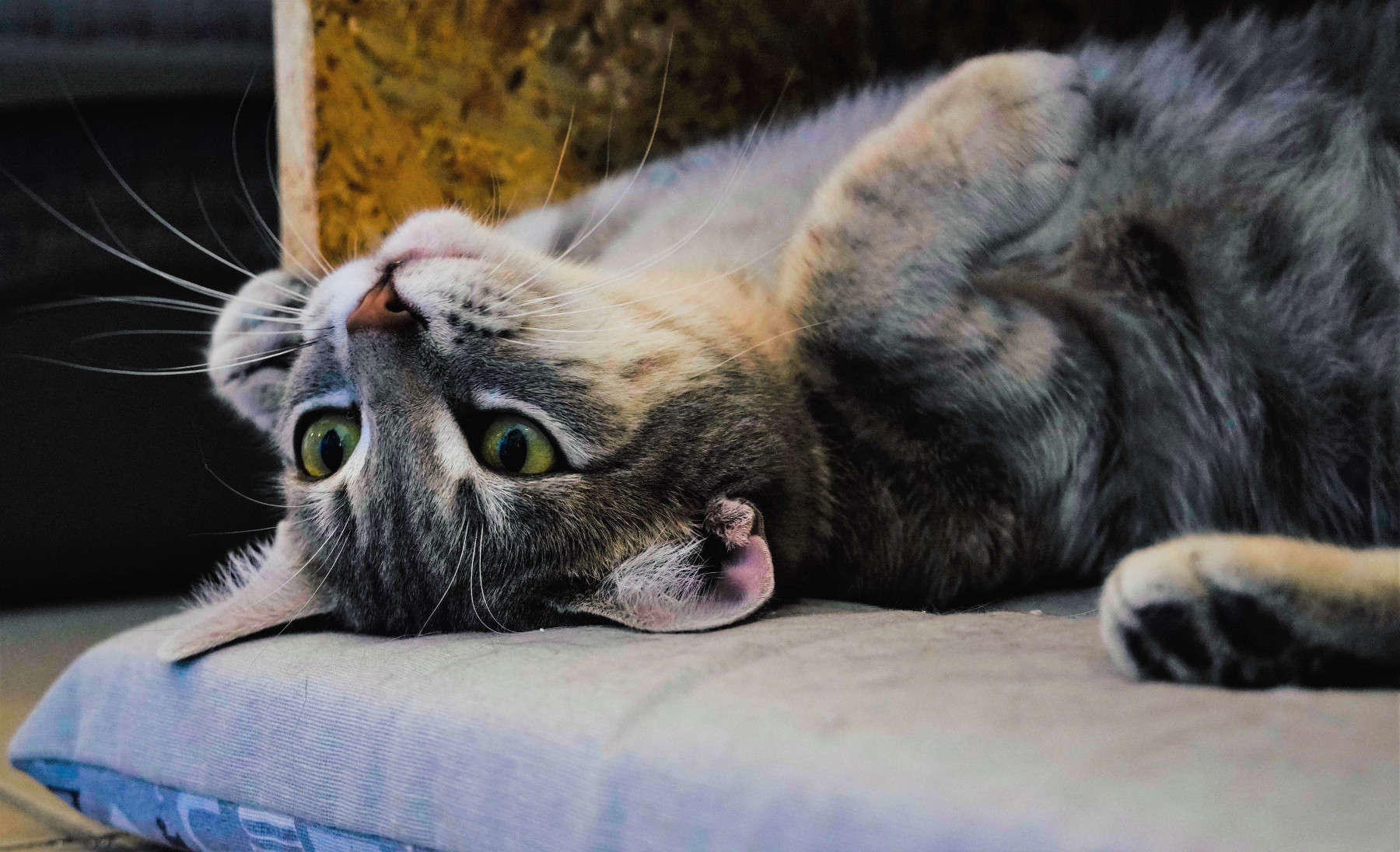 festa del gatto 2021