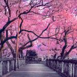 Hanami: lo spettacolo della fioritura dei ciliegi si può ammirare anche in Italia
