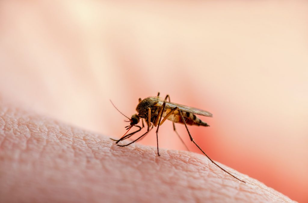 Zanzare: combatterle in modo naturale