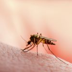 Zanzare: combatterle in modo naturale
