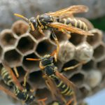 Le vespe sono importanti per l'ecosistema naturale